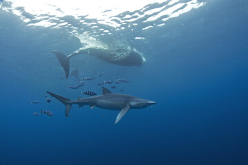 Obraz premium Blue shark near the whale's carcass. Rare shark with long fon in the ocean. Shark circling around the bait. Endangered shark in Atlantic ocean.