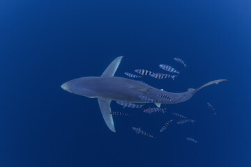 Blue shark near the whale's carcass. Rare shark with long fon in the ocean. Shark circling around the bait. Endangered shark in Atlantic ocean.
