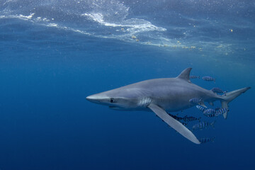 Obraz premium Blue shark near the whale's carcass. Rare shark with long fon in the ocean. Shark circling around the bait. Endangered shark in Atlantic ocean.