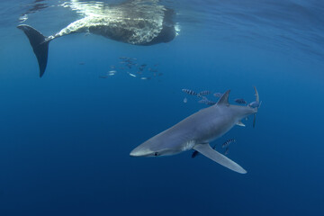 Fototapeta premium Blue shark near the whale's carcass. Rare shark with long fon in the ocean. Shark circling around the bait. Endangered shark in Atlantic ocean.