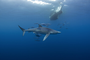 Blue shark near the whale's carcass. Rare shark with long fon in the ocean. Shark circling around the bait. Endangered shark in Atlantic ocean.