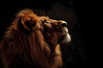 Fototapeta premium portrait of a lion