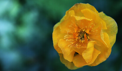 Yellow flower with greenery background 