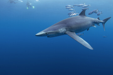 Blue shark near the whale's carcass. Rare shark with long fon in the ocean. Shark circling around the bait. Endangered shark in Atlantic ocean.