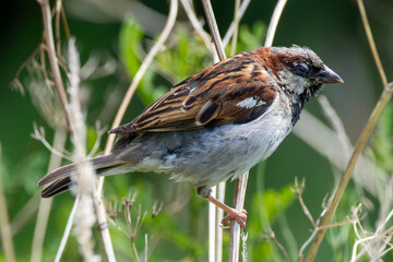 Common sparrow amongst the grasses at the waterside.
