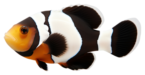 PNG A premium black snowflake clownfish animal sea white background.