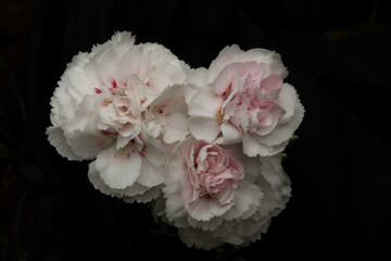 Pink Carnations