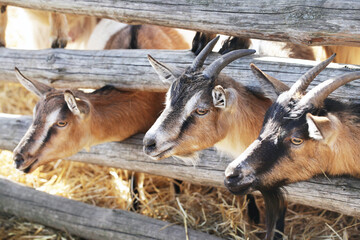 Goats behind wooden barrier fence. Group of animals. Animal farm. Goat closeup head. Sunny day rural wildlife. Face of cute animal. Funny heads reaching for food.