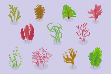3D Isometric Flat Vector Set of Seaweeds