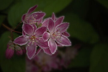 Strawberry Fields - Deutzia x hybrida