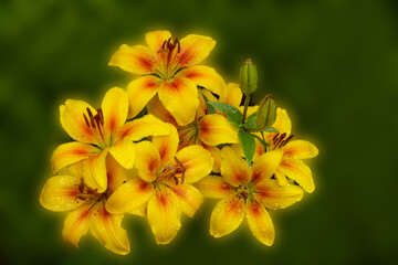 A bouquet of yellow lilies