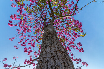 flowering ip&ecirc; tree