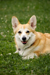 A close-up shot of a happy, smiling Corgi lying on the grass. The dog has a tan and white coat, large pointed ears, and a friendly expression. 