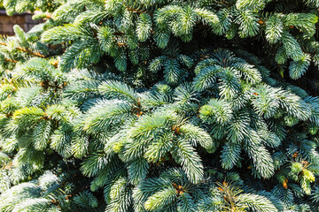 background of blue spruce branches on a bright sunny day
