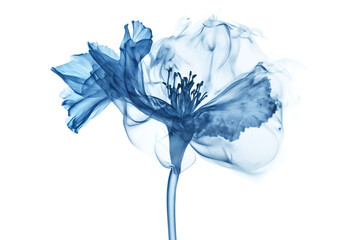 Blue flower made in smoke isolated on white background