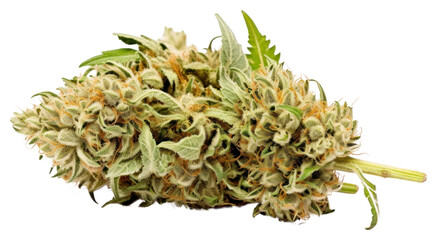 PNG Marijuana bud plant leaf.