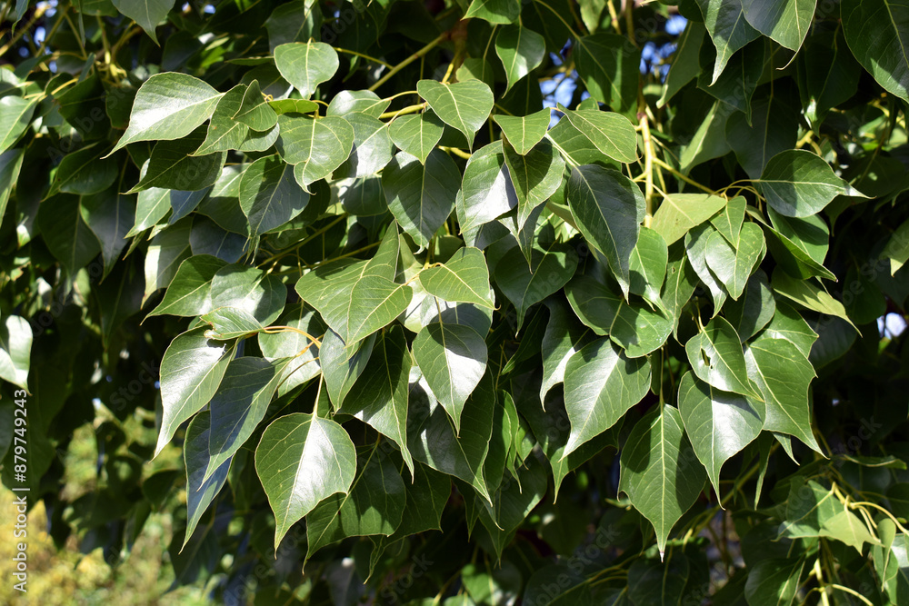 Sticker Detail of the leaves of the kurrajong (Brachychiton populneus), a tree native to Australia