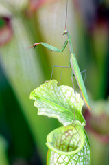 A mantis (Mantis religiosa) perched on the carnivorous plant Sarracenia leucophylla x Sarracenia Hummers Hammerhead
