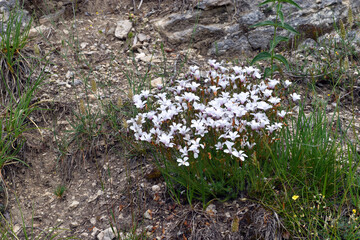 The Pyrenean flax (Linum suffruticosum) growing between rocks