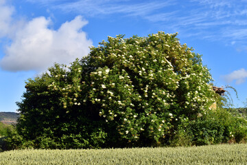 Obraz premium Landscape with an elderberry (Sambucus nigra) in bloom and a green wheat field