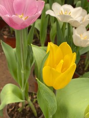 Naklejka premium yellow and red tulips