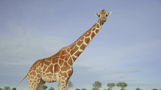 Wide shot of a Reticulated Giraffe (Giraffa reticulata) striding across bushland during the afternoon in kenya