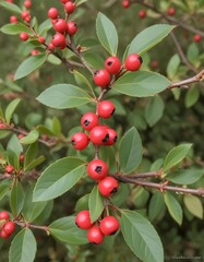 Obraz premium Cotoneaster salicifolius var. floccosus, willowleaf cotoneaster background
