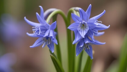 Obraz premium Closeup view of squill bluebell flower