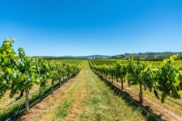 Obraz premium A panoramic view of a vineyard with rows of grapevines stretching into the distance under a clear blue sky