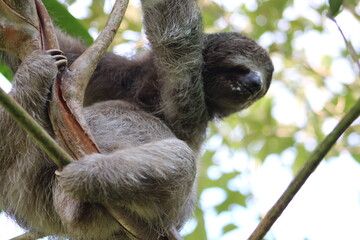 Fototapeta premium sloth holding to a branch