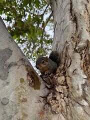 squirrel perched in a tree