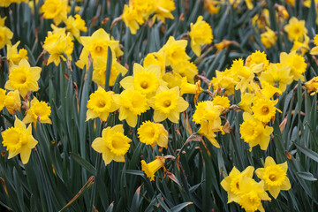 Fototapeta premium daffodil flowers during the spring season