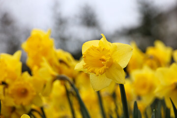 daffodil flowers during the spring season
