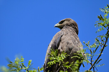 Bird of prey in a tree