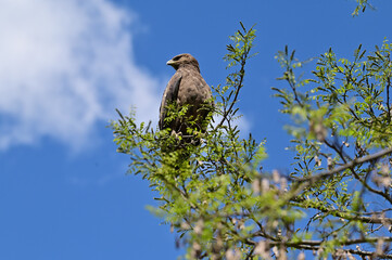 Bird of prey in a tree