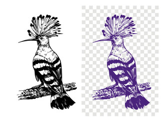 Hoopoe sketch, realistic bird, hand drawing, vector illustration, engraving style © aksol