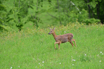 Deer in meadow