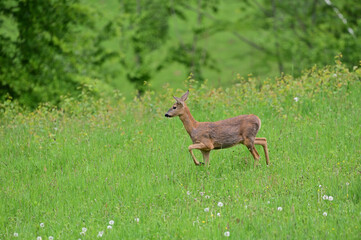 Deer in meadow