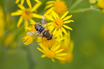 a hoverfly on yellow flowers of ragwort for blurred background