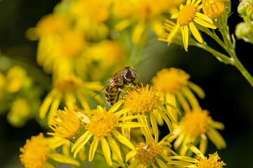 a hoverfly on yellow flowers of ragwort for blurred background