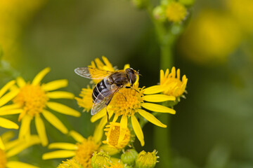 a hoverfly on yellow flowers of ragwort with blurred background