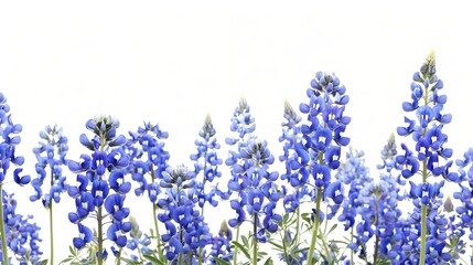 A stunning array of vibrant bluebonnets showcasing their brilliant blue color and delicate structure, set against a minimalist white background to highlight their beauty.