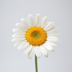 Fototapeta premium daisy flower close up background
