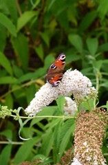 Motyl Pawi siedzący na kwiecie
