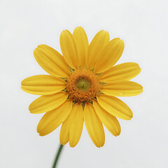Obraz premium daisy flower close up background