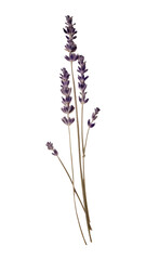 PNG Real Pressed a single minimal lavender flower plant paper. © Rawpixel.com