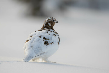 Grouse in winter