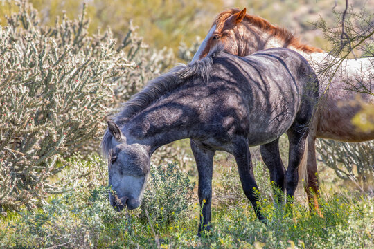 "Wild Salt River Roans"