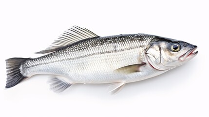 Raw seabass. One fresh sea bass fish isolated on white background with clipping path