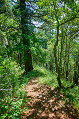 Serene Forest Hiking Trail with Sunlit Canopy from Eye-Level Perspective